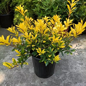 花镜植物黄金枸骨盆栽 狭冠冬青室外庭院种植多年生观叶植物常绿
