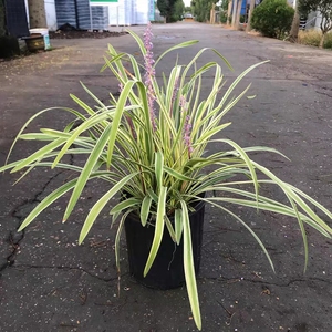 花镜植物金边麦冬盆栽庭院阳台花叶麦冬耐寒四季常绿观叶植物花卉