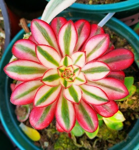 小东花卉 12号直播间香奈儿法师  圆叶超白锦  荷兰圆叶锦法师