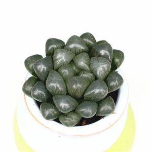 【紫姬玉露】紫姬玉露品牌,价格 - 阿里巴巴