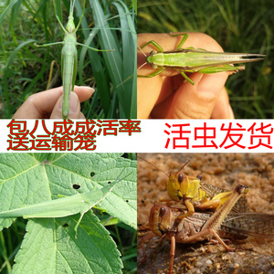 中华短额负蝗活体蚂蚱活体尖头绿锥头蚂蚱昆虫剑角蝗稻蝗鱼饵宠物