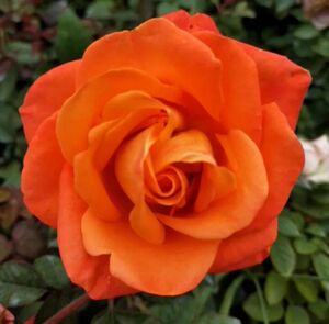 巫术 云南切花月季花苗 大花月季玫瑰带土发货 盆栽地栽绿植