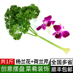 新鲜杨兰花250g 荷兰芹250g 法香洋兰花组合酒店火锅摆盘装饰花草