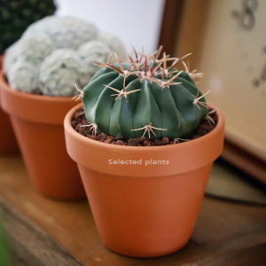 丛蜗 | 实生凌波仙人球开花硬刺多肉桌面办公仙人掌防辐射小盆栽