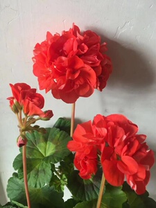 直立天竺葵孔雀橘色花球花叶品种勤花重瓣露养苗四季开花阳台花卉