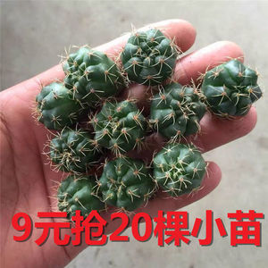 实生仙人球 带花苞绯花玉 超值采彩草左右旋龙王玉翁好养活盆栽