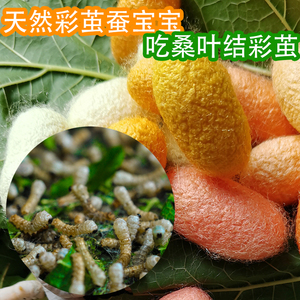 【天然彩茧蚕宝宝】天然彩茧蚕宝宝品牌,价格 - 阿里巴巴