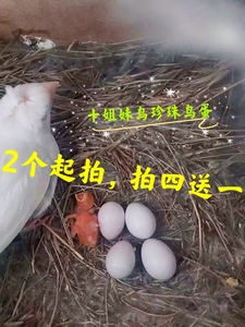 十姊妹珍珠鸟蛋受精蛋宠物鸟鸟蛋观赏鸟鸟蛋养殖场发货