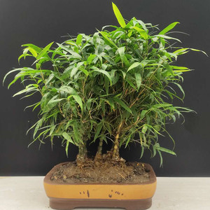 【庭院竹盆】庭院竹盆品牌,价格 - 阿里巴巴