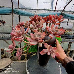 多肉植物 软座冬美人大老桩一物一拍