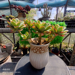 多肉植物 花之鹤群生桩 一物一拍