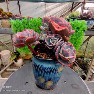 多肉植物肉肉老桩 红粉台阁自然大群生桩 一物一拍