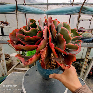 多肉植物 包菜系列法国皇后老桩 一物一拍