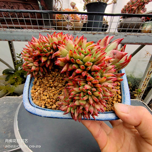 多肉植物 魅灵缀化 一物一拍