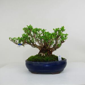 【植物盆栽】植物盆栽品牌,价格 - 阿里巴巴