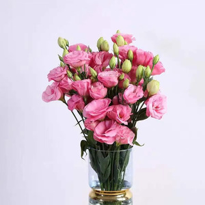 家庭订阅花卉 家用散花生活插花 粉色洋桔梗 生日礼物同城速递