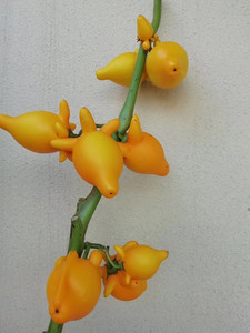 五世同堂 黄金娃娃五代果 个性植物花卉家庭办公室插花 鲜花速递