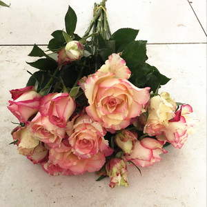 新款彩色花朵 霓裳多头玫瑰10枝 浓香型花卉 生日爱情礼物 速递