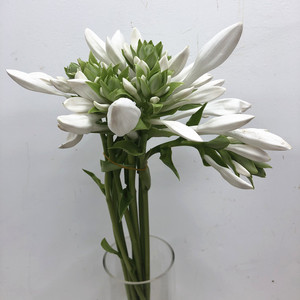 仙玉簪鲜切花 北京花圃基地 家用散花白领办公瓶插花同城鲜花速递