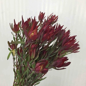 热烈 尖叶红木百合 木本鲜切花diy插花 生日表白礼物同城鲜花速递