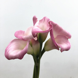 粉色马蹄莲鲜花 品牌丽江彩色海芋 生日爱情礼物水培插花北京速递