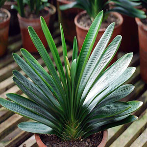 【买2送1】南非君子兰花君子兰盆栽君子兰四季常青室内绿色植物