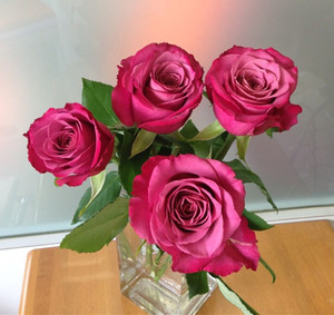 【琴川园艺】紫羊绒/八木紫 日月新品切花月季多季勤花抗病直立