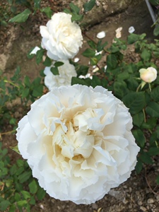 琴川园艺伊芙白雪公主日月月季强香四季矮小灌木阳台庭院盆栽花卉