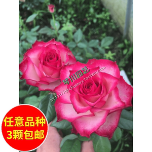 甜蜜蜜月季