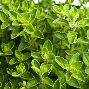 001人付款淘宝单芳牛至野马郁兰精油 30ml oregano 净化肌肤 美国now