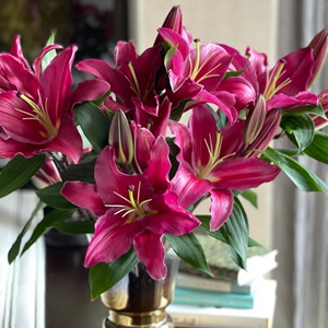 现货进口香水百合花种球包发芽成活包对版红色宫殿/帕拉佐多年生