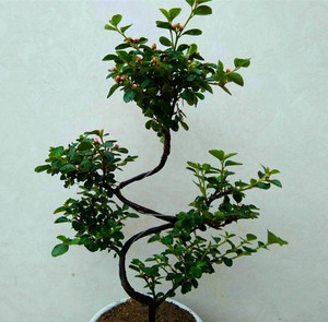 珍珠梅盆景