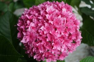 绣球小苗 雷王 / 列车 沙龙 / 海军蓝