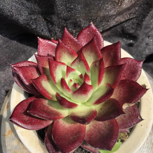 罗卡多肉老桩群生一物一拍罗宾乌木超大包邮口红多头组合盆栽辐射