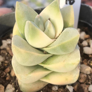 纪之川锦多肉老桩群生一物一拍方塔超大包邮多头盆栽绿植吸甲醛