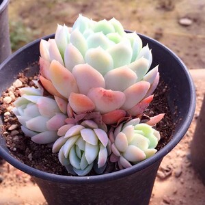 墨西哥雪球多肉老桩白月影系巨人一物一拍包邮阳台盆栽室内防辐射