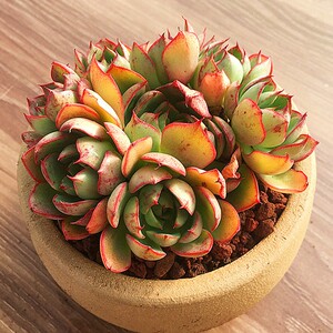 央金多肉植物老桩群生多头一物一拍组合盆栽包邮超大防辐射花卉阳