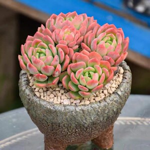 芬达多肉老桩群生一物一拍糖雪超大包邮多头室内绿植吸甲醛防辐射