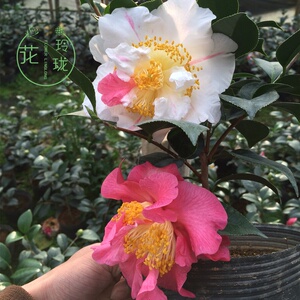 香太阳茶花一花多色品种开花浓香好养g多色山茶盆栽名贵品种花卉