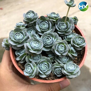 子持莲华老桩子持莲华多t肉植物摆件装饰可爱比较好养的花桌.