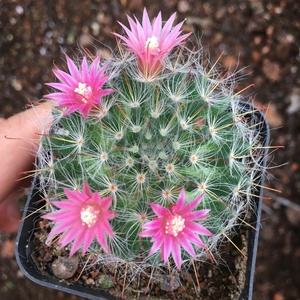 粉蝶 月影 蓬莱宫仙人球会开花k的仙人球仙人掌科植物