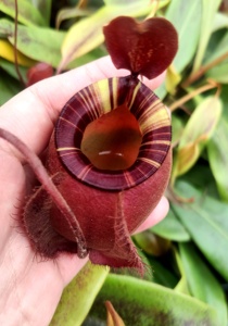 黑月苹果猪笼草