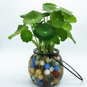 水养铜钱草招财水培绿萝整箱x办公室内钱多多绿植物大盆栽禄萝.