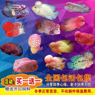 诚森罗汉鱼苗活体起头热带鱼观赏鱼鸿运马骝泰金德萨红马幻彩古典