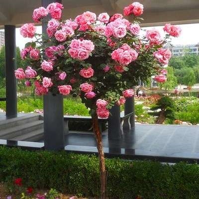 景观树植物户外庭院庭院树木观赏树室外植物大盆栽门口庭院绿植