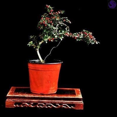平枝荀子盆景爬地蜈蚣小叶荀子矮红子悬崖瀑布造型盆景老桩练手.