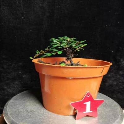 平枝荀子盆景户外绿植物庭院四季橙黄瑞香珍珠荀子熟桩坦然盆景