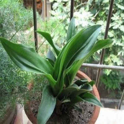 四季常青植物万年青别名开喉剑九节莲冬不凋铁扁担盆栽花卉苗子