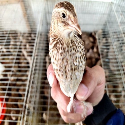 小杨家一对巨型鹌鹑宠物下蛋小活物王活体鹌鹑家养纯活淘汰成年鸟