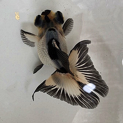 熊猫蝶尾金鱼